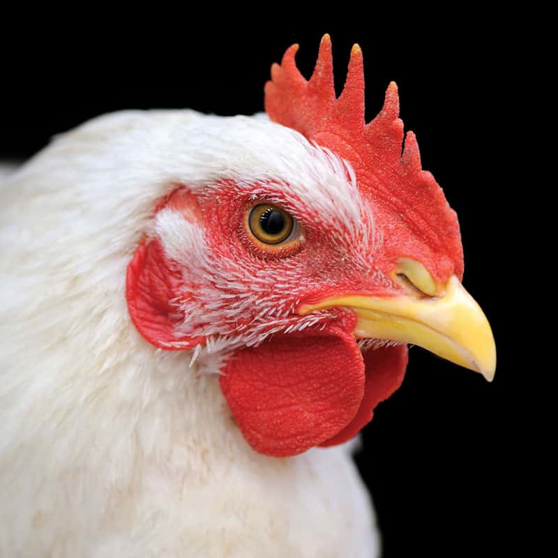 chicken contact us