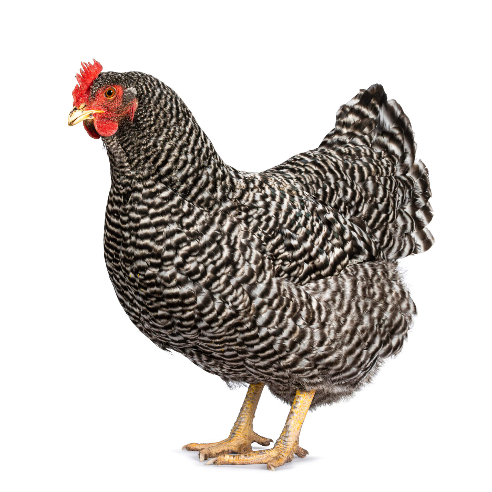 amrock hen on white background